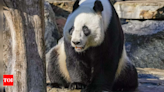 Handover day: China gifts a pair of giant pandas to Hong Kong - Times of India
