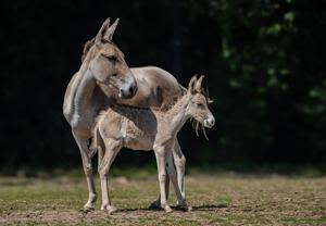 One of rarest animals in the world born at zoo | Fox 11 Tri Cities Fox 41 Yakima