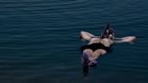 Film festival jury members floating on the Dead Sea