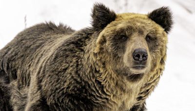 Japan wants to relax bear hunting laws as attacks rise