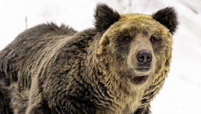 Japan wants to make it easier to shoot bears as attacks rise