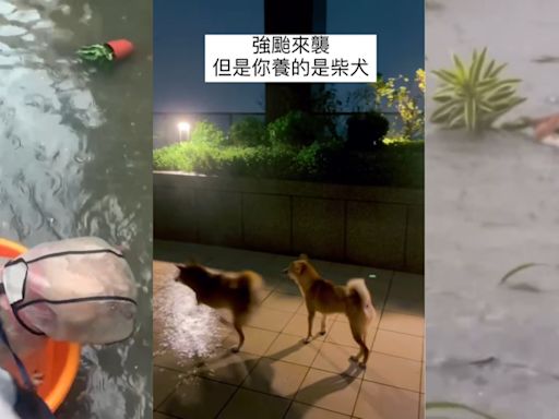 柴沒在怕！颱風天柴犬堅持外出上廁所 「奴柴們」苦笑：人柴兩濕