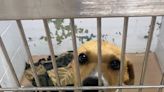 Metro Animal Shelter sounding call for dry dog food