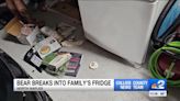 Watch: Bear invades Florida garage, eats vegan ice cream