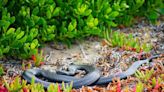 Inside Brazil's Ilha da Queimada Grande Where Snakes Rule - News18