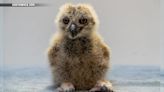 Baby Eurasian eagle-owl hatches at Southwick’s Zoo - Boston News, Weather, Sports | WHDH 7News