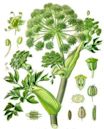 Angelica archangelica