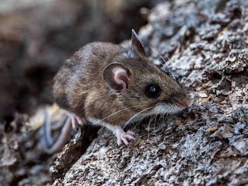 Seven California cities ranked among most rodent-infested in U.S.