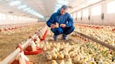 Brazil detects first Newcastle disease case in poultry since 2006 - ET HealthWorld