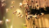 American bee colonies have suffered record losses over the past two years