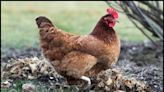 The state's first case of bird flu in domestic birds has been found in Newport County, RI