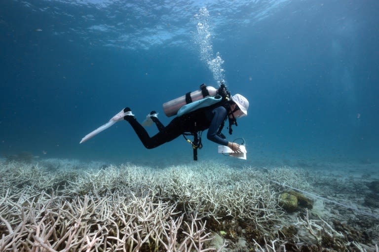 Divers turn conservationists as corals bleach worldwide