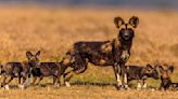 African Wild Dog: Not the Hyena You Think It Is