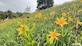 水啦！ 花壇虎山巖金針花海雨後如畫