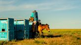 Caballos salvajes de Przewalski regresan a las estepas de Kazajistán