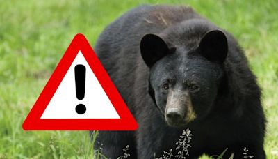 Bear mauls pet dog to death in Sparta, NJ and injures another