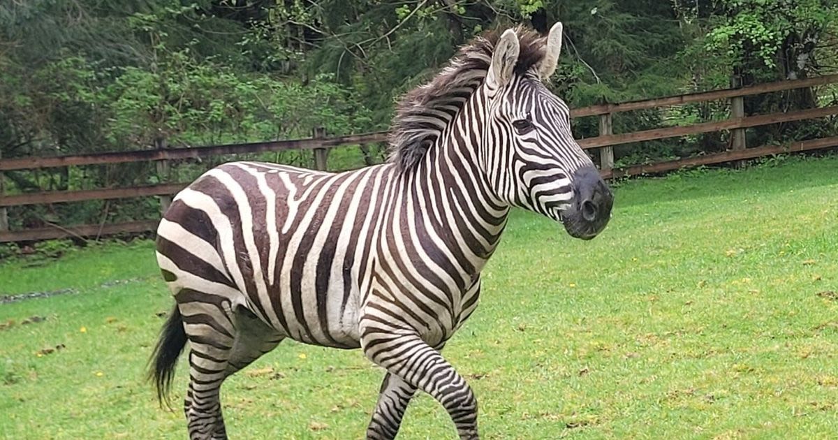 Runaway zebra spotted in North Bend