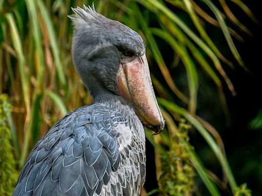 “Boca de ametralladora”: así es el exótico pájaro africano que come cocodrilos y mata a su familia