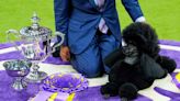 Texas dog wins best in show at Westminster