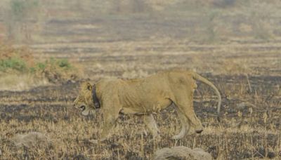 Registraron el viaje a nado más largo jamás hecho por un león - Diario Hoy En la noticia