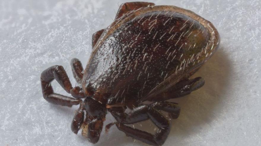 Lyme disease, which is transmitted by ticks, hides in other cases