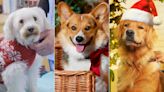 Which Christmas canine movie is right for you?