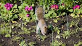 How to Keep Squirrels Out of Garden Beds and Potted Plants