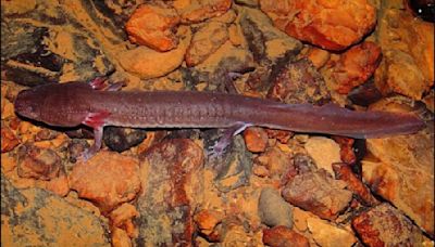 Lawsuit seeks endangered species protection for rare east Tennessee salamander