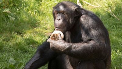 Edinburgh Zoo chimpanzee returns to troop after testicular surgery following deadly fight