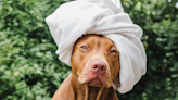 Couple Treats Their American Pit Bull Terrier to Relaxing Spa Day and People Are Jealous