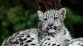 Baby Snow Leopard's Tiny Yawns Are Almost Too Cute to Handle