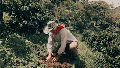 Juntos por el café: la iniciativa que busca ayudar a caficultores en Colombia