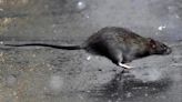 Nueva York acoge la primera cumbre nacional de ratas para abordar el problema de los roedores en la ciudad