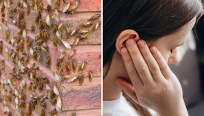 Cicada invasion's "wall of sound" may help people with tinnitus