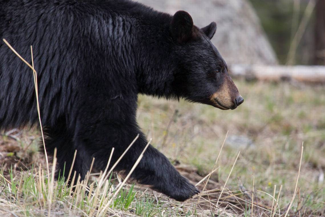Hiker reports finding dead dog in bag, but it was actually a bear, Virginia city says