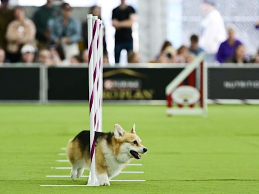 Westminster Dog Show 2024 Results: Best of Breed Winners and Monday Recap