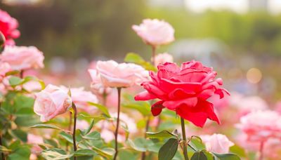 Roses will ‘thrive’ all summer and ‘bloom’ for longer when fed fruit peel