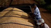 Brazil moves closer to China corn exports as Beijing approves traders