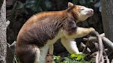 A 7-month-old tree kangaroo peeked out of its mom's pouch at the Bronx Zoo and here are the photos