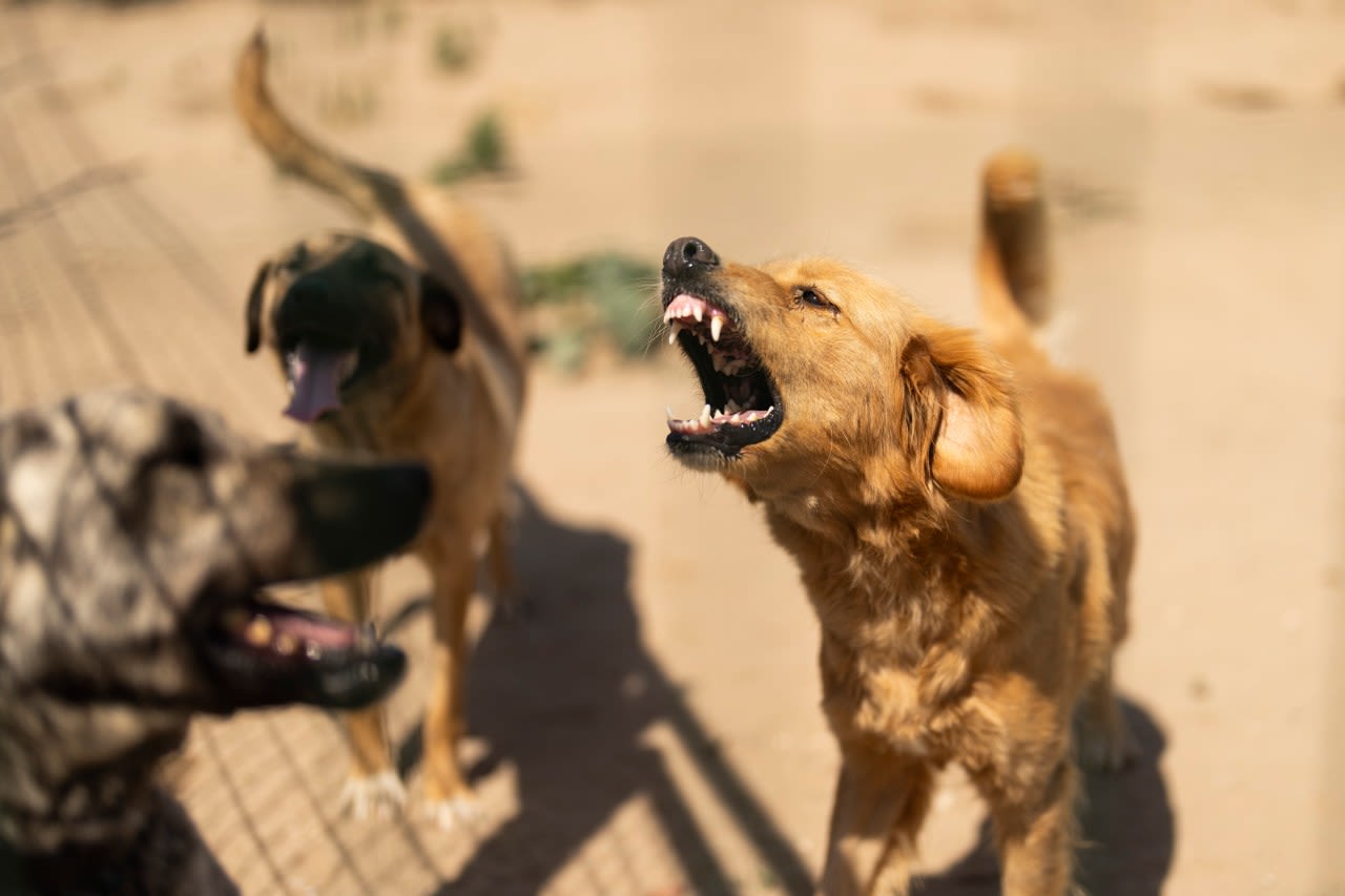 Turkey holds a tense debate on a bill to control stray dogs. It’s raising fears of a mass culling