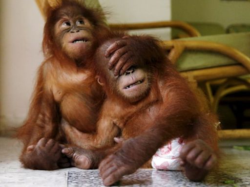 Malaysia’s ‘orangutan diplomacy’ plan slammed as ‘obscene’