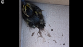 Ducklings rescued by Pasco firefighters