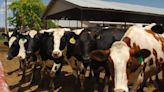 Second Michigan human bird flu case also blamed on dairy cows