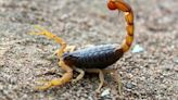 La letal amenaza del escorpión de cola gruesa en África