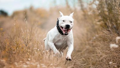 Dos pitbull atacaron a señor de 80 años: los perros le destruyeron los brazos y los perdió