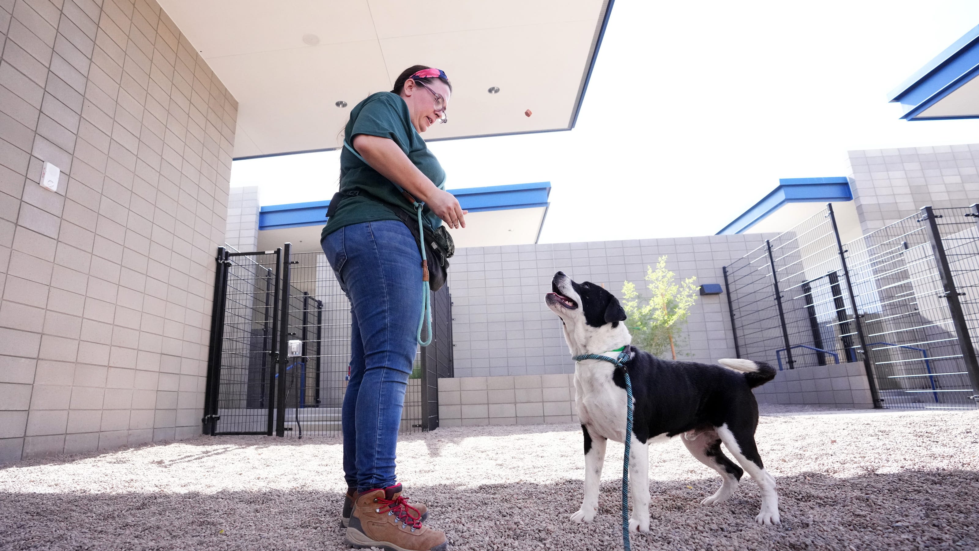 Maricopa County opens 'gorgeous' new $43M animal shelter in Mesa