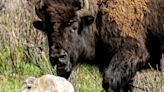 Photographer shares 'magical' photos of rare white bison calf at Yellowstone