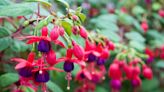 How To Grow And Care For Fuchsias