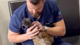 From Giraffes to Dogs, This Animal Chiropractor is in High Demand