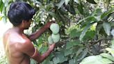 In West Bengal, how climate change is threatening a beloved, delicate heritage mango